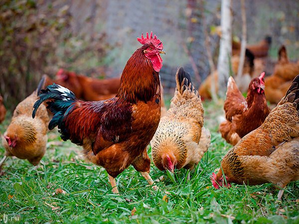 Породы куриц | ЗооТом - продажа, вязка и услуги для животных в Рубцовске