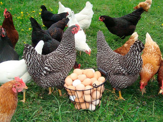 Содержание кур и уход за ними | ЗооТом - продажа, вязка и услуги для животных в Рубцовске