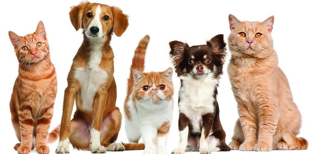 Доска объявлений о животных | ЗооТом - продажа, вязка и услуги для животных в Рубцовске