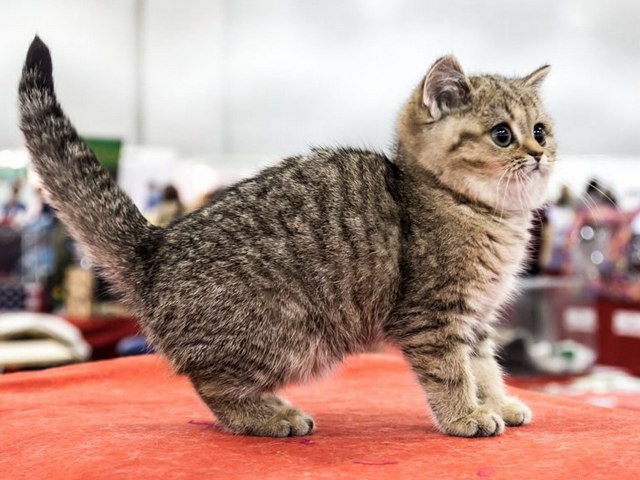Породы кошек в Рубцовске | ЗооТом портал о животных