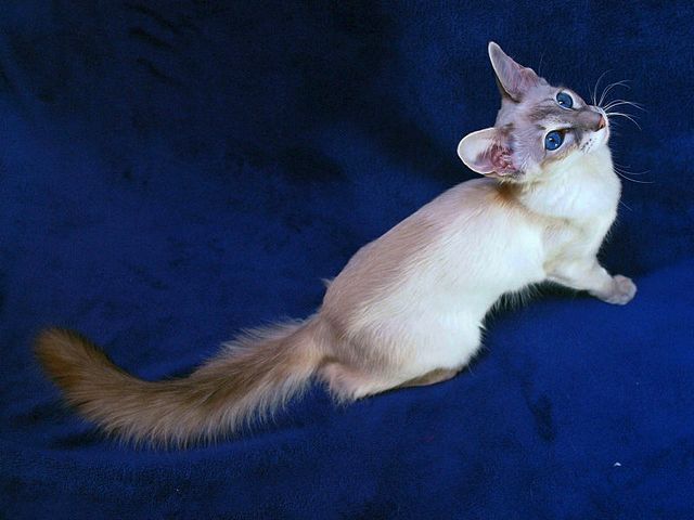 Выведенные породы кошек в Рубцовске | ЗооТом портал о животных