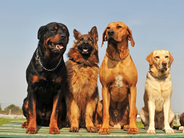 Крупные породы собак в Рубцовске | ЗооТом портал о животных