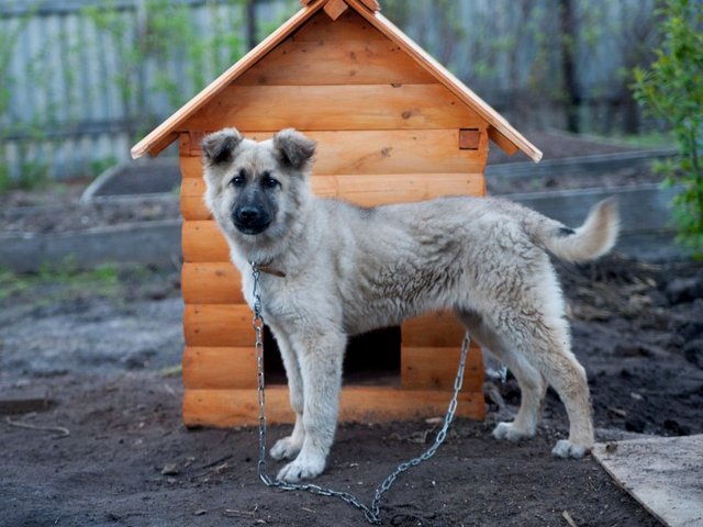 Все о собаках в Рубцовске